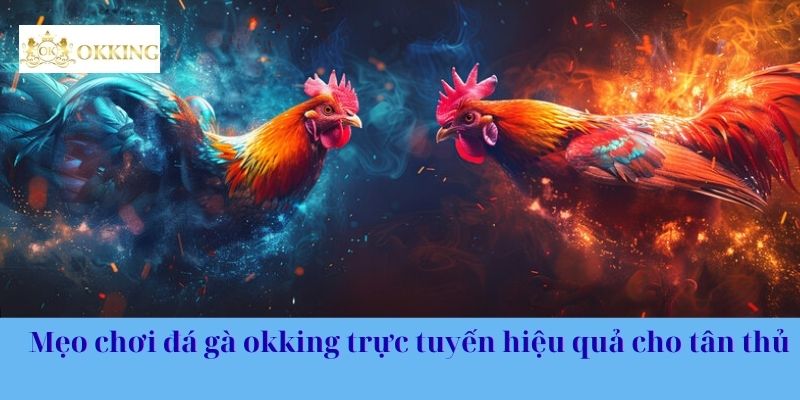 Mẹo chơi đá gà okking trực tuyến hiệu quả cho tân thủ